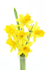 Image showing daffodils