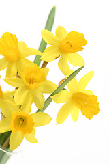 Image showing daffodils