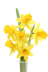 Image showing daffodils