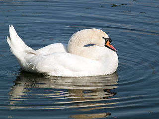 Image showing Swan