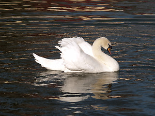 Image showing Swan