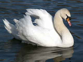 Image showing Swan