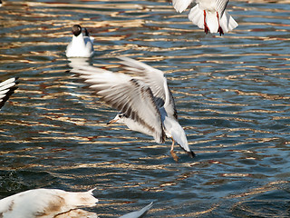 Image showing GUlls hunting