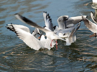 Image showing GUlls hunting