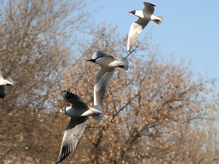 Image showing Seagulls formation