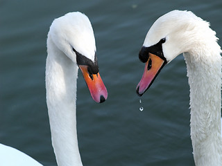 Image showing Swan