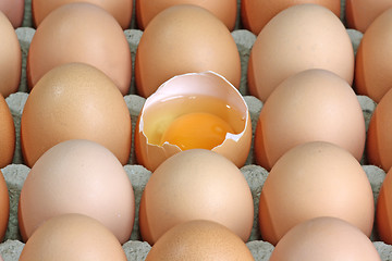 Image showing Fresh eggs
