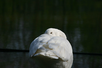 Image showing Goose