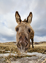Image showing Little donkey
