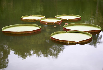 Image showing Royal water platter on the pond