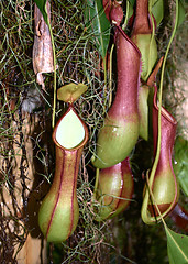 Image showing Carnivorous plant