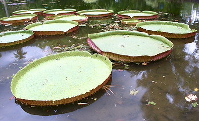 Image showing Royal water platter on the pond