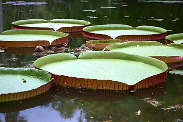 Image showing Royal water platter on the pond