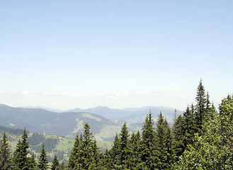 Image showing Forest landscape