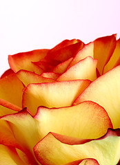 Image showing Rose