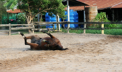 Image showing Horse