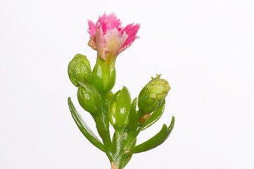 Image showing Pink dentate Kalanchoe