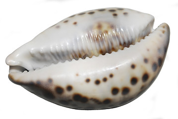 Image showing seashell 