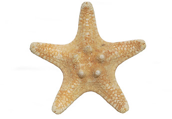 Image showing starfish