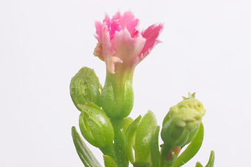 Image showing Pink dentate Kalanchoe