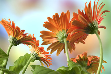 Image showing Gerbera Daisies