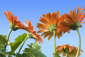 Image showing Gerbera Daisies