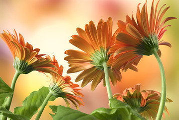 Image showing Gerbera Daisies