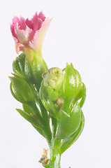 Image showing Pink dentate Kalanchoe