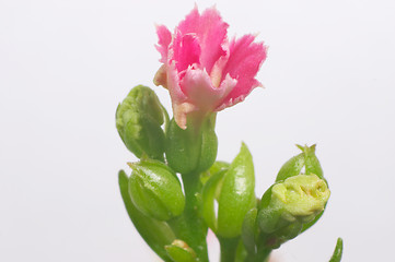 Image showing Pink dentate Kalanchoe