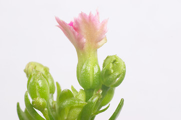 Image showing Pink dentate Kalanchoe