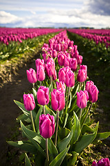 Image showing Pink tulips