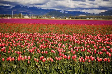 Image showing Colorful tulips