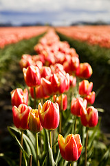 Image showing Orange tulips