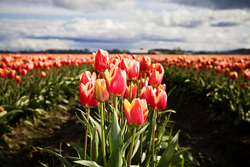 Image showing Orange tulips