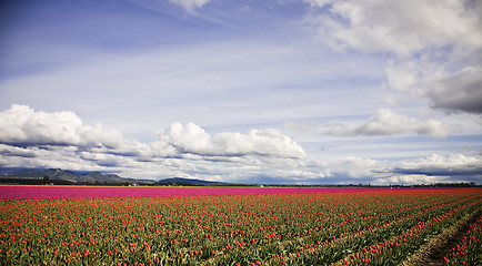 Image showing Red tulips