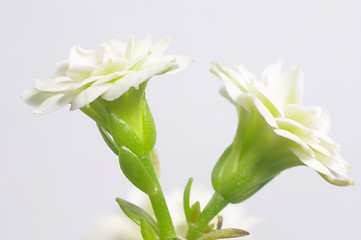 Image showing White double-flowering kalanchoe