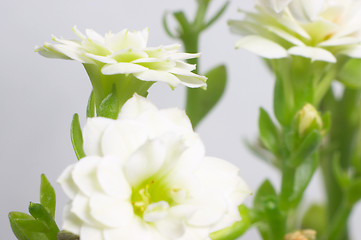 Image showing White double-flowering kalanchoe