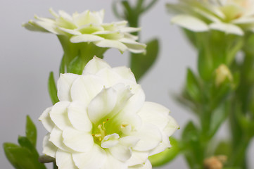 Image showing White double-flowering kalanchoe