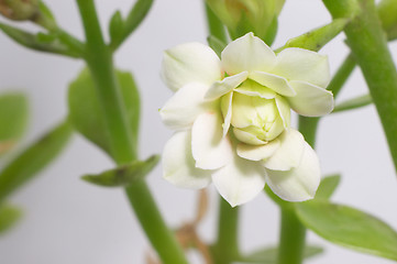 Image showing White double-flowering kalanchoe