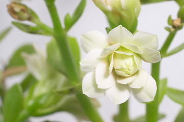 Image showing White double-flowering kalanchoe