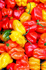 Image showing Chilli paprika