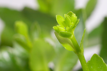 Image showing Buds of kalanchoe