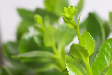 Image showing Buds of kalanchoe