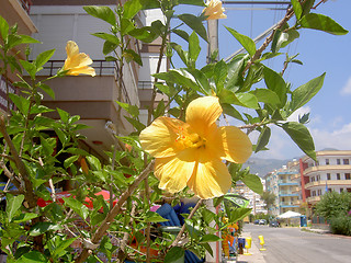 Image showing Yellow flower