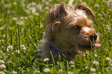 Image showing Dog in grass