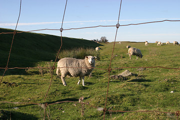 Image showing Farm