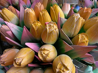 Image showing Wooden tulips