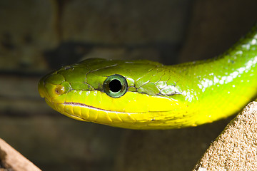 Image showing Red Tailed Racer