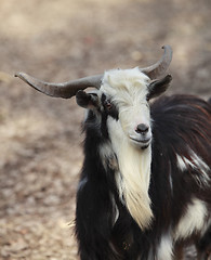 Image showing Goat