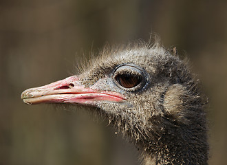 Image showing Dirty ostrich portrait